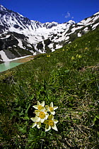 (Anemonastrum fasciculatum) flowers with Lake Donguzorun and Mount Donguzorun mountains behind, Caucasus, Russia, June 2008
