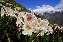 Caucasian rhododendron (Rhododendron caucasium) flowers with Mount Elbrus in the distance, Caucasus, Russia, June 2008
