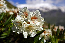 Caucasian rhododendron (Rhododendron caucasium) flowers, Mount Cheget, Caucasus, Russia, June 2008