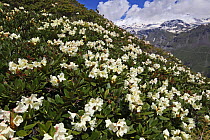 Caucasian rhododendron (Rhododendron caucasium) flowers with Mount Elbrus in the distance, Caucasus, Russia, June 2008 (Exclusive Japanese calendar rights for 2014)