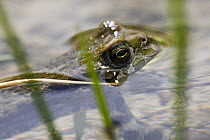 Male European green toad (Bufo viridis) in pond (at 2,711m) in Adylsu valley, side valley to Baksan valley and Elbrus, Caucasus, Russia, June 2008