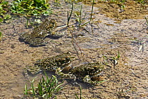 Three European green toads (Bufo viridis) in dried up pond (at 2,711m) Adylsu valley, side valley to Baksan valley and Elbrus, Caucasus, Russia, June 2008