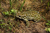 European green toad (Bufo viridis) Adylsu valley, side valley to Baksan valley and Elbrus, Caucasus, Russia, June 2008