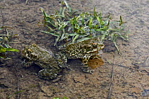 Two male European green toads (Bufo viridis) in pond (at 2,711m) in Adylsu valley, side valley to Baksan valley and Elbrus, Caucasus, Russia, June 2008