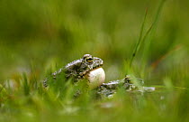European green toads (Bufo viridis) mating with male calling, vocal sac inflated, in a pond (2,711m above sea level) Adylsu valley, side valley to Baksan valley and Elbrus, Caucasus, Russia, June 2008