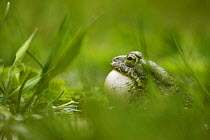 European green toad (Bufo viridis) calling, vocal sac inflated in a pond (at 2,711m) Adylsu valley, side valley to Baksan valley and Elbrus, Caucasus, Russia, June 2008