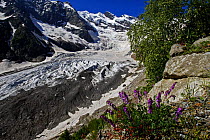 Alibek glacier in Alibek vally with Purple trefoil (Trifolium) growing in the foreground, near Dombay, Caucasus, Russia, July 2008