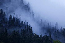 Mist drifting over a Nordmann fir (Abies nordmanniana) forest, near Dombay, Teberdinsky biosphere reserve, Caucasus, Russia, July 2008