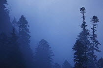 Nordmann fir (Abies nordmanniana) forest in fog, near Dombay, Teberdinsky biosphere reserve, Caucasus, Russia, July 2008