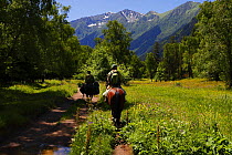 Two people horse riding through flower meadows, Arkhyz valley in the western part of the Teberdinsky Biosphere reserve, Caucasus, Russia, July 2008 (Model released)