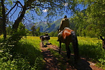 People horse riding through the Arkhyz valley, the western part of the Teberdinsky Biosphere reserve, Caucasus, Russia, July 2008 (Model released)