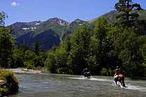 People crossing a river on horses in the Arkhyz valley, the western part of the Teberdinsky Biosphere reserve, Caucasus, Russia, July 2008 (Model released)