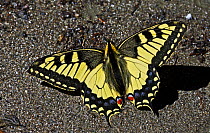 Swallowtail butterfly (Papilio machaon) sunning on a riverbank in Arkhyz section of the Teberdinsky biosphere reserve, Caucasus, Russia, July 2008