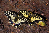 Swallowtail butterflies (Papilio machaon) sunning on a riverbank in Arkhyz section of the Teberdinsky biosphere reserve, Caucasus, Russia, July 2008