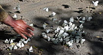 Black-veined white butterflies (Aporia crataegi) on the riverbank of Arkhyz River being disturbed by a hand, Arkhyz valley in the western part of the Teberdinsky Biosphere reserve, Caucasus, Russia, J...
