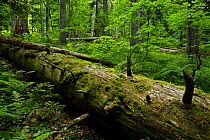 Fallen Nordmann fir (Abies nordmanniana) tree, old-growth forest, Arkhyz valley, western part of the Teberdinsky Biosphere reserve, Caucasus, Russia, July 2008