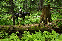 Park ranger, Ramazan Khubiev, on horseback in an old Nordmann fir (Abies nordmanniana) forest, Arkhyz valley, western section of the Teberdinsky Biosphere reserve, Caucasus, Russia,  July 2008 (Model...