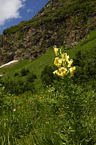Caucasian lily (Lilum monadephum) in flower, Arkhyz valley, western part of the Teberdinsky Biosphere reserve, Caucasus, Russia, July 2008