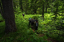 People walking with horses through an old Nordmann fir (Abies nordmanniana) forest, Arkhyz valley, western part of the Teberdinsky Biosphere reserve, Caucasus, Russia, July 2008 (Model released)