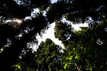 Looking up at canopy of old Nordmann fir (Abies nordmanniana) trees, Arkhyz valley, western part of the Teberdinsky Biosphere reserve, Caucasus, Russia, July 2008
