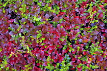 Mix of autumnal Mountain bearberry (Arctous alpinus) and Crowberry (Empetrum nigrum hermaphroditum) Sarek National Park, Laponia World Heritage Site, Lapland, Sweden, September 2008