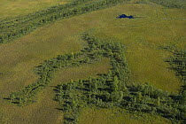 Aerial view over Laitaure delta with raised bog, river channels, and forest regeneration, Sarek National Park, Laponia World Heritage Site, Lapland, Sweden, September 2008