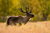 RF- Reindeer (Rangifer tarandus) portrait, semi-domesticated, small scale herding by local Sami, Sarek National Park, Laponia World Heritage Site, Lapland, Sweden. September 2008. (This image may be l...