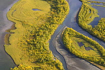 Aerial view of Birch trees (Betula sp) growing in the Laitaure delta, Sarek National Park, Laponia World Heritage Site, Lapland, Sweden, September 2008