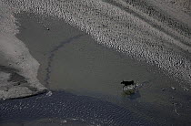 Aerial of a European elk / Moose (Alces alces) crossing sand spit in the Rapadalen valley, Sarek National Park, Laponia World Heritage Site, Lapland, Sweden, September 2008 WWE BOOK.