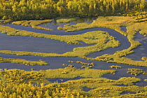 Aerial view over Laitaure delta with Birch (Betula sp) forest, Sarek National Park, Laponia World Heritage Site, Lapland, Sweden, September 2008