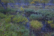 Bog woodland with mixed boreal species, Sarek National Park, Laponia World Heritage Site, Lapland, Sweden, September 2008