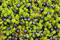 Crowberry (Empetrum nigrum hermaphroditum) with berries, Sarek National Park, Laponia World Heritage Site, Lapland, Sweden, September 2008