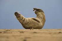 Grey seal (Halichoerus grypus) lying on beach, Donna Nook, Lincolnshire, UK, November 2008.