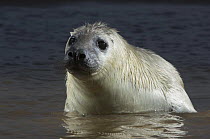 Grey seal (Halichoerus grypus) pup in shallow water, Donna Nook, Lincolnshire, UK, November 2008