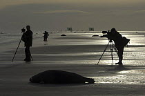 Photographers and Grey seals (Halichoerus grypus) on beach, Donna Nook, Lincolnshire, UK, November 2008