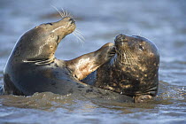 Grey seal (Halichoerus grypus) mating behaviour in shallow water, Donna Nook, Lincolnshire, UK, November 2008