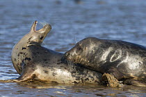 Grey seal (Halichoerus grypus) mating behaviour, Donna Nook, Lincolnshire, UK, November 2008