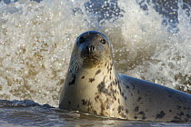 Grey seal (Halichoerus grypus) in shallow water with waves breaking behind, Donna Nook, Lincolnshire, UK, November 2008