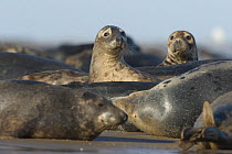 Grey seal (Halichoerus grypus) group with two looking, Donna Nook, Lincolnshire, UK, November 2008