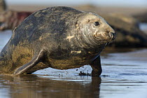 Grey seal (Halichoerus grypus) moving up beach using flippers, Donna Nook, Lincolnshire, UK, November 2008