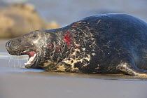 Grey seal (Halichoerus grypus) lying on beach calling after a fight, Donna Nook, Lincolnshire, UK, November 2008