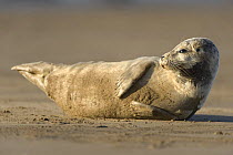 Common seal (Phoca vitulina) pup lying on beach, Donna Nook, Lincolnshire, UK, November 2008