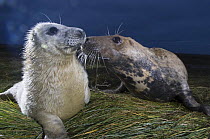 Grey seal (Halichoerus grypus) with pup at breeding site in dunes, Donna Nook, Lincolnshire, UK, November 2008