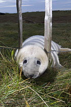 Grey seal (Halichoerus grypus) pup trying to get through fence, breeding site, Donna Nook, Lincolnshire, UK, November 2008