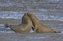 Grey seal (Halichoerus grypus) bulls fighting covered in mud, Donna Nook, Lincolnshire, UK, November 2008