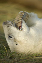 Grey seal (Halichoerus grypus) pup with flipper in its mouth, Donna Nook, Lincolnshire, UK, November 2008