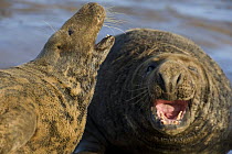 Grey seal (Halichoerus grypus) pair calling, Donna Nook, Lincolnshire, UK, November 2008 Wild Wonders kids book.
