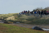 People watching Grey seals (Halichoerus grypus) at breeding site in dunes, Donna Nook, Lincolnshire, UK, November 2008