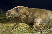 Grey seal (Halichoerus grypus) portrait, Donna Nook, Lincolnshire, UK, November 2008