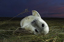 Grey seal (Halichoerus grypus) pup lying on its back, Donna Nook, Lincolnshire, UK, November 2008
